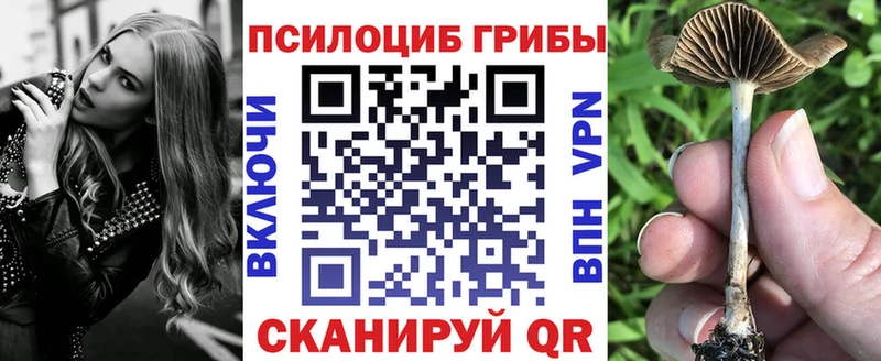 блэк спрут как войти  Сычёвка  Галлюциногенные грибы Magic Shrooms  наркотики 